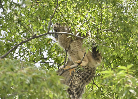 フクロウのヒナ7785