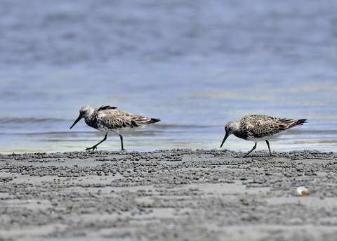 オバシギ夏羽7595