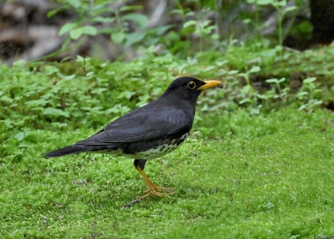 クロツグミ♂4140