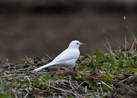白化・ハクセキレイ8089