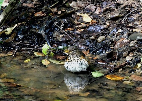 クロツグミ♀0400