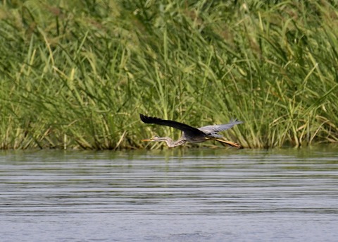 ムラサキサギ6637