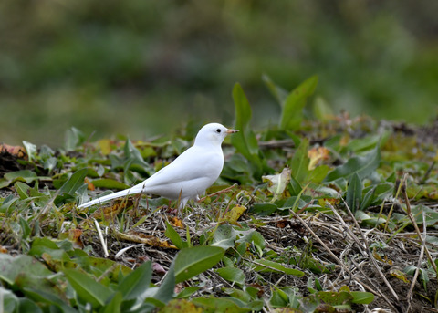 白化・ハクセキレイ8101