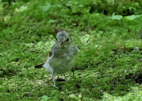 オオルリ♀5336