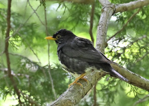 クロツグミ♂5155