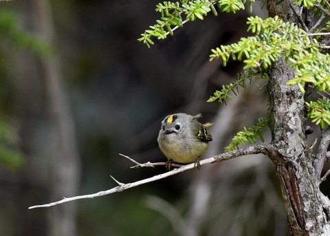 キクイタダキ9912