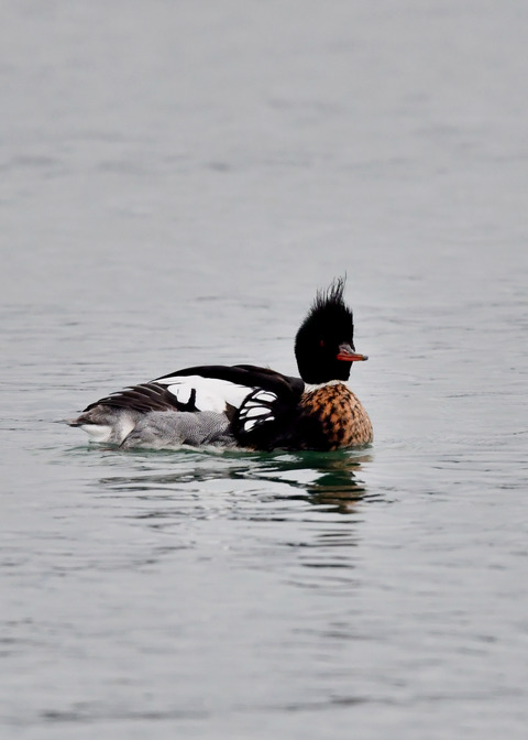 ウミアイサ♂5927