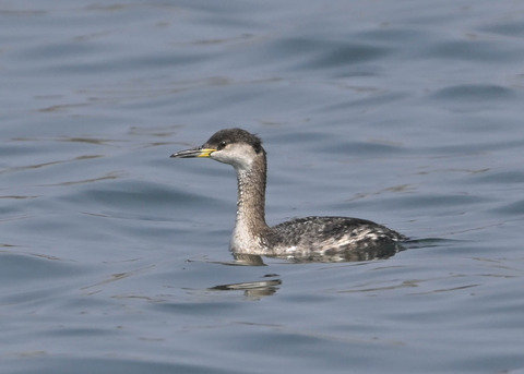 ｱｶｴﾘｶｲﾂﾌﾞﾘ8286