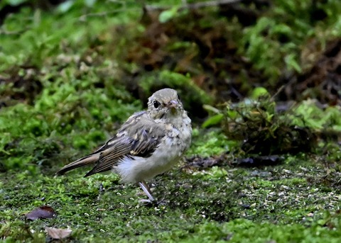 キビタキ幼鳥1626