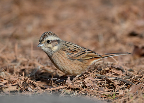 ホオジロ♀3893