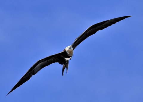 オオグンカンドリ4756