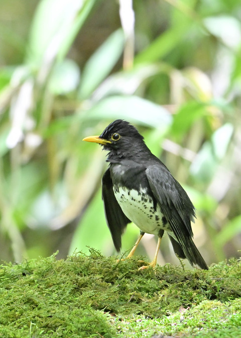 クロツグミ♂0229