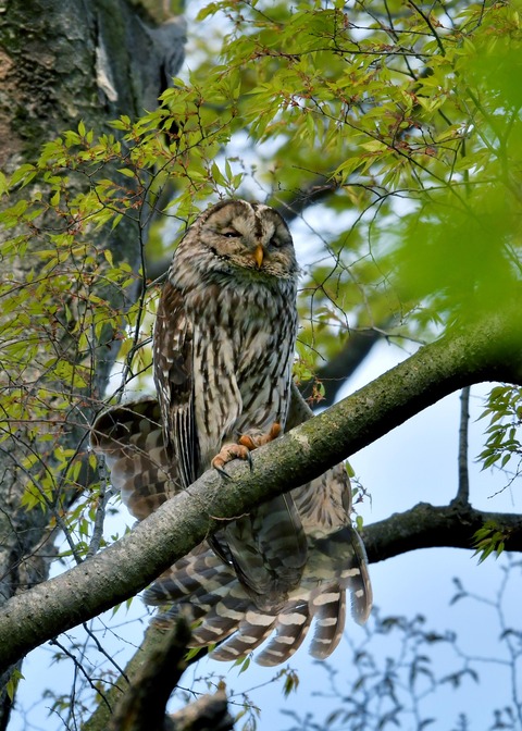 フクロウ♀2438