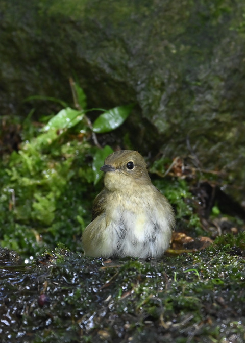キビタキ♀3262