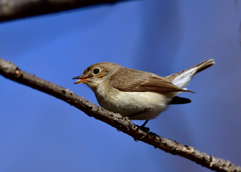 ニシオジロビタキ♀3571