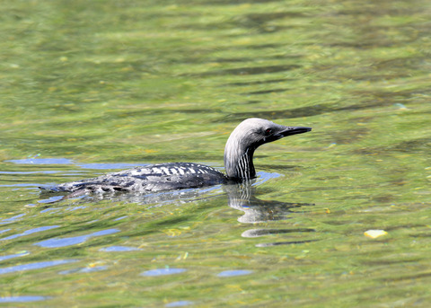 シロエリオオハム夏羽9114