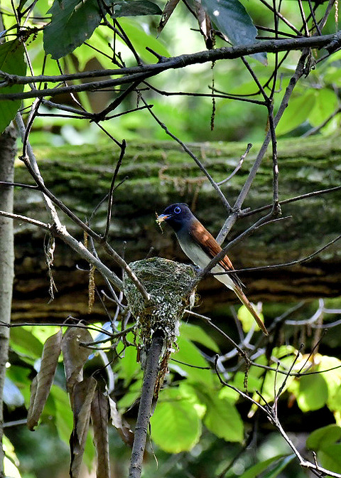 サンコウチョウ♀3581