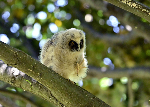 トラフズクのヒナ8202