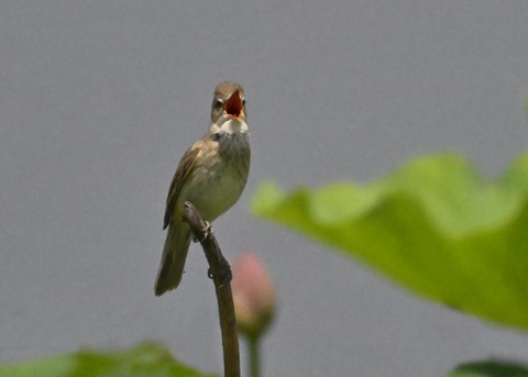 オオヨシキリ2111