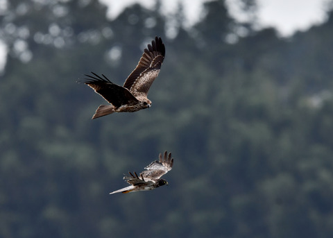 ズグロチュウヒ3166