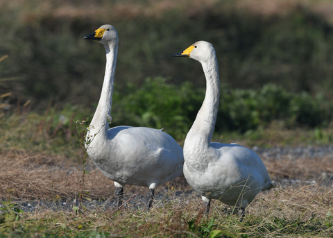 オオハクチョウ4991