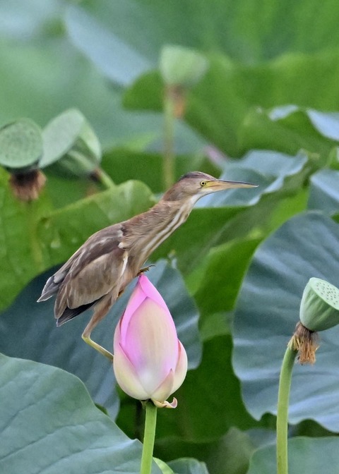 ヨシゴイ♀9230