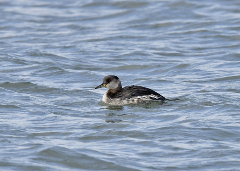 アカエリカイツブリ7042