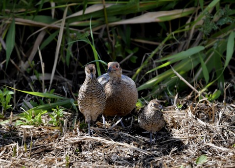 キジの親子4664○