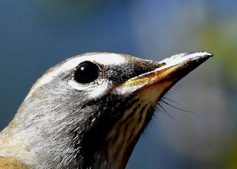 マミチャジナイ0769