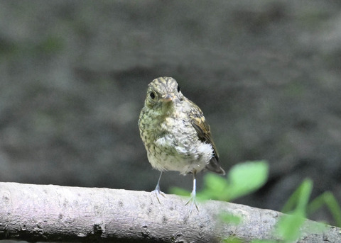 キビタキ幼鳥4496