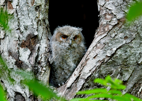 オオコノハズクのヒナ③3657