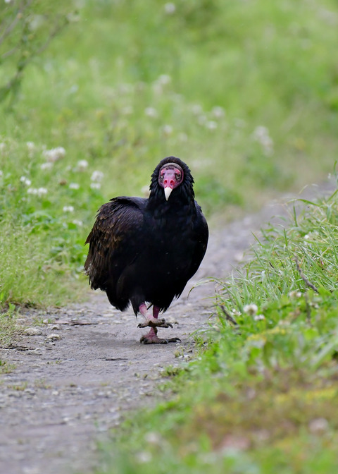 ヒメコンドル0671