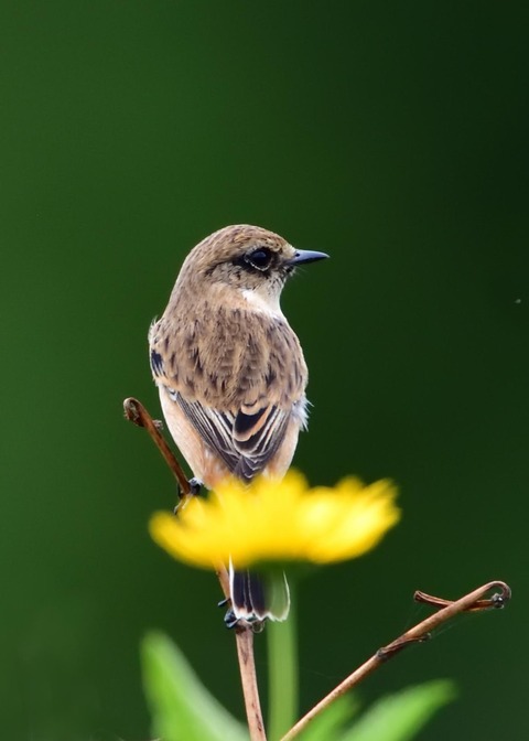 ノビタキ♀冬羽4138