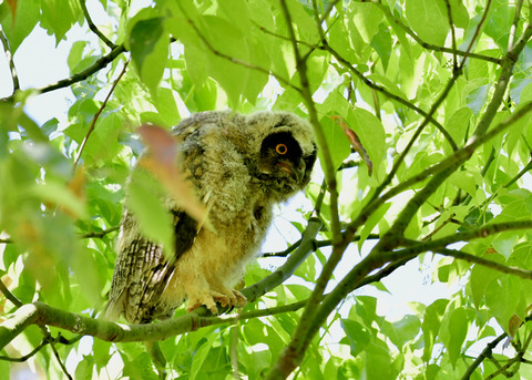 トラフズクのヒナ③9454