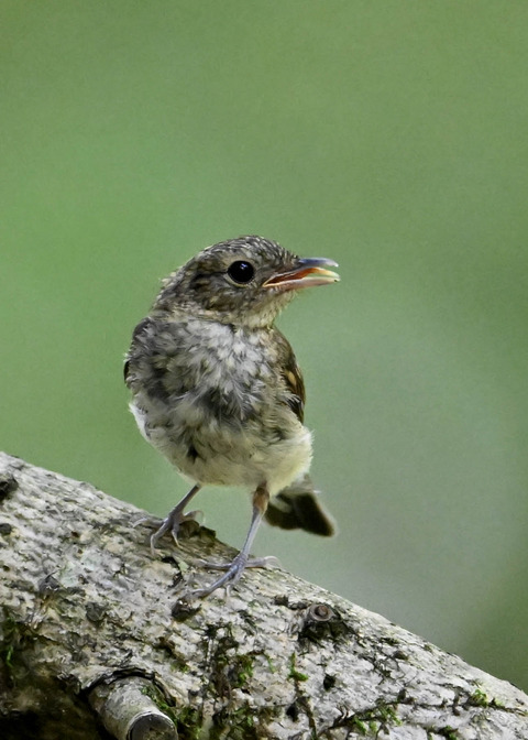 キビタキ幼鳥8500