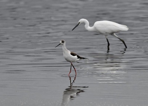 セイタカシギ3966