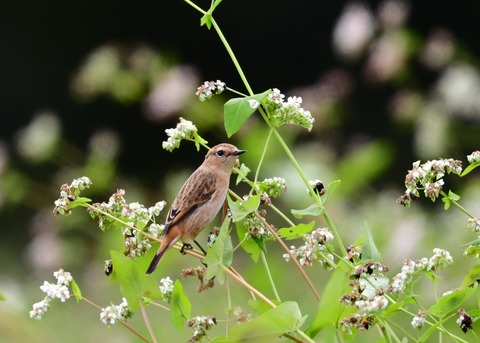 ノビタキ♀冬羽4028