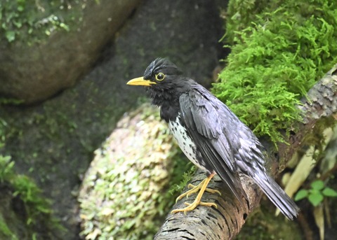 クロツグミ♂4400