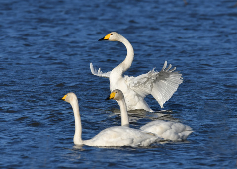 オオハクチョウ3548
