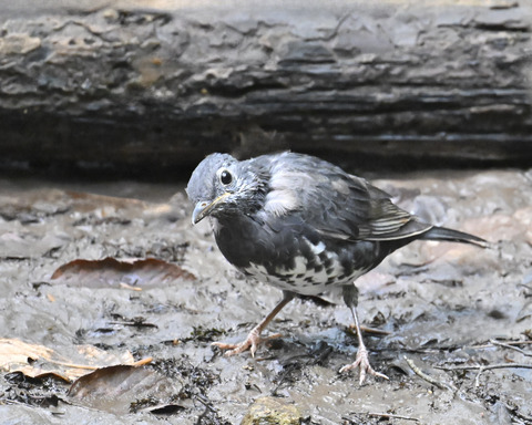 マミジロ♂幼鳥3709