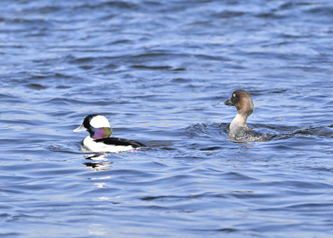 ﾋﾒﾊｼﾞﾛ♂&ﾎｵｼﾞﾛｶﾞﾓ♀5065