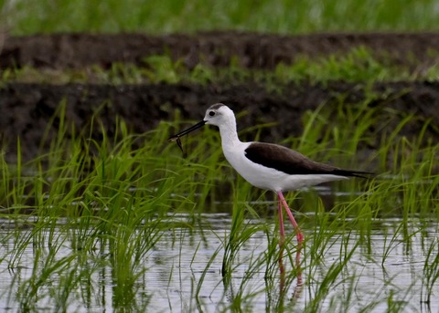 餌捕りセイタカシギ♀0086