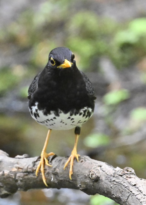 クロツグミ♂3047