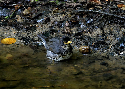 クロツグミ♂0941
