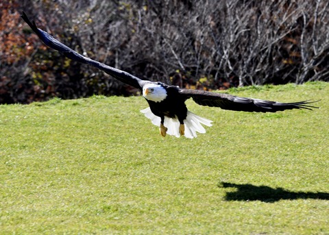 ハクトウワシ3469