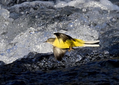 飛ぶ・キセキレイ8371