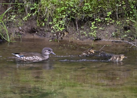 オシドリ親子5988-01