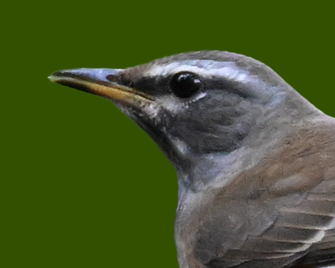 マミチャジナイ2000