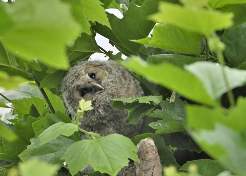 フクロウのヒナ3204