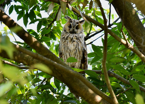 トラフズク♂2261